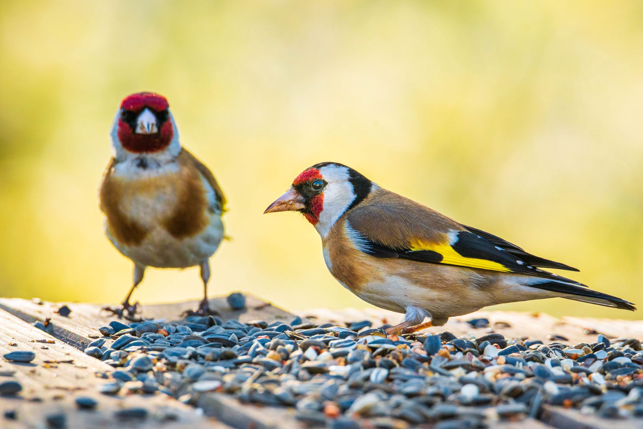 Do miejsc, gdzie wyłożony jest pokarm przylatują także rzadakie