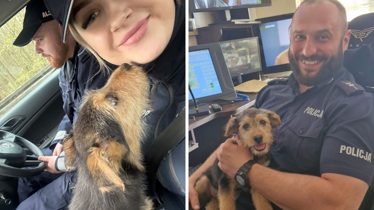 Policjanci zajęli się psem
