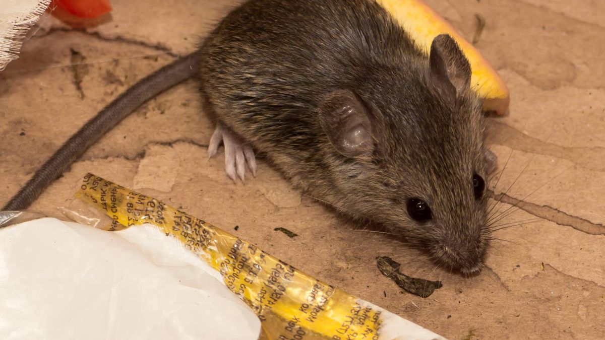 Jak odstraszyć myszy?