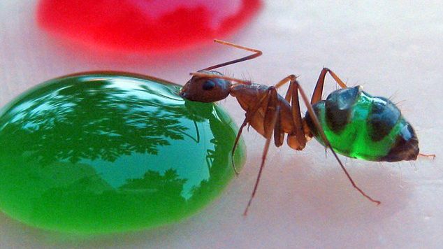 Jak zamienić mrówki w żywą tęczę? 1