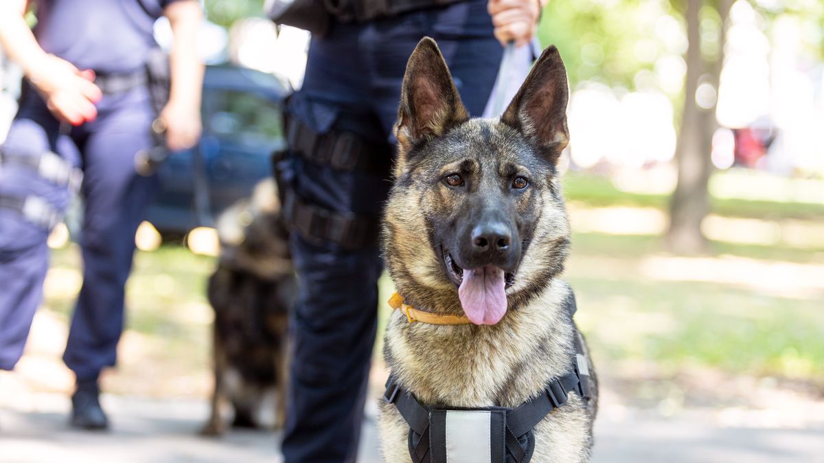 Narkotyki były starannie ukryte. Znalazł je policyjny pies