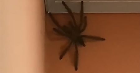 Pająk wielkości kota. Wideo tylko dla ludzi o mocnych nerwach