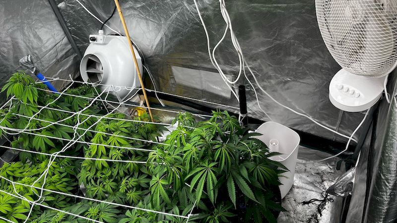 Domowa plantacja i znaczne ilości narkotyków zlikwidowane przez słupską policję. Zatrzymano 30-latka