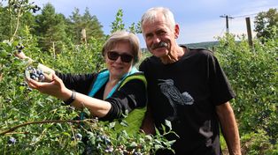 Brześć: Gabriela i Krzysztof Królowie uprawiają borówkę amerykańską od 43 lat. Ich plonami zachwyca się Szwajcaria