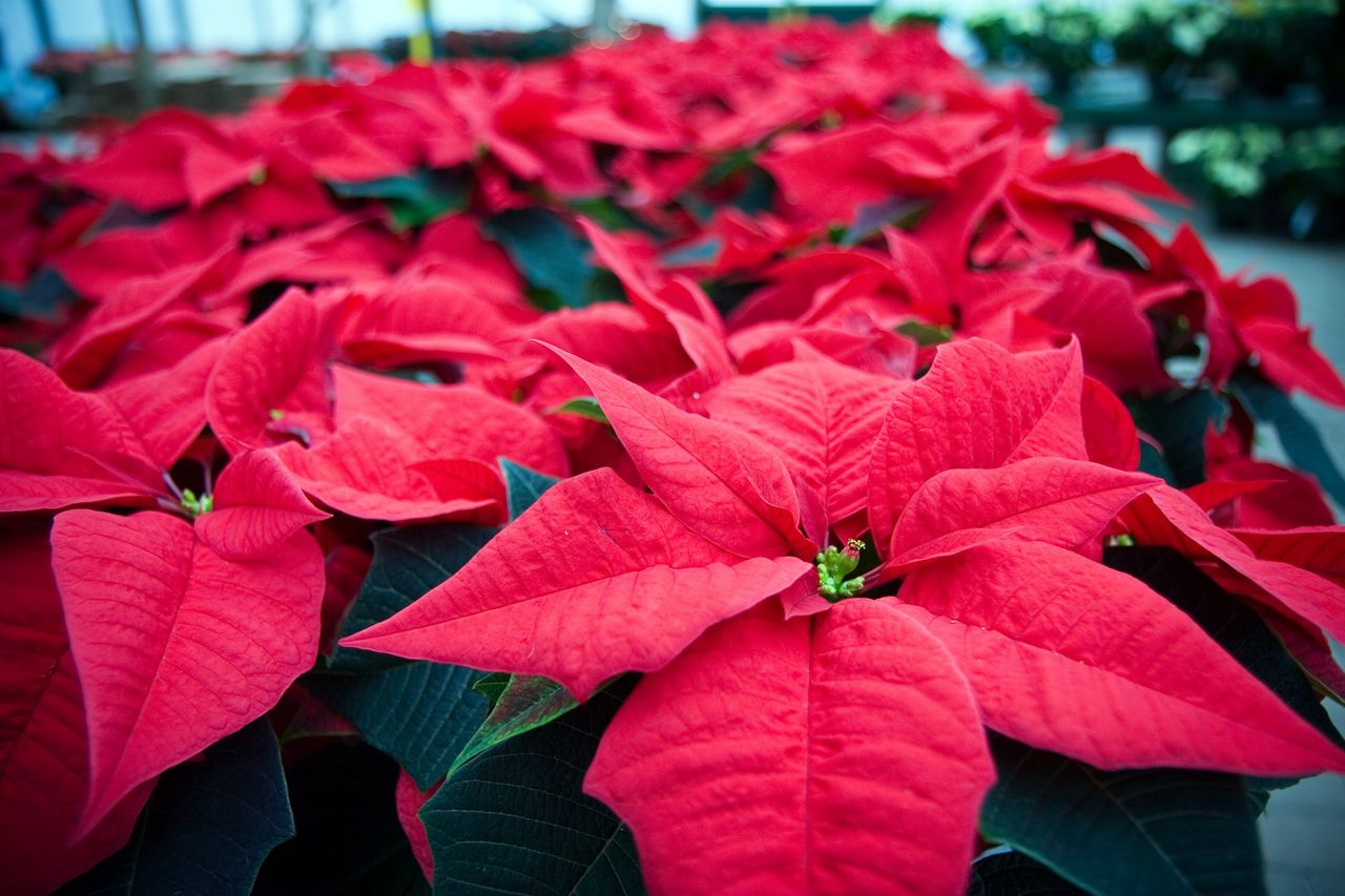 Poinsettias: Transforming festive decor into year-round beauty