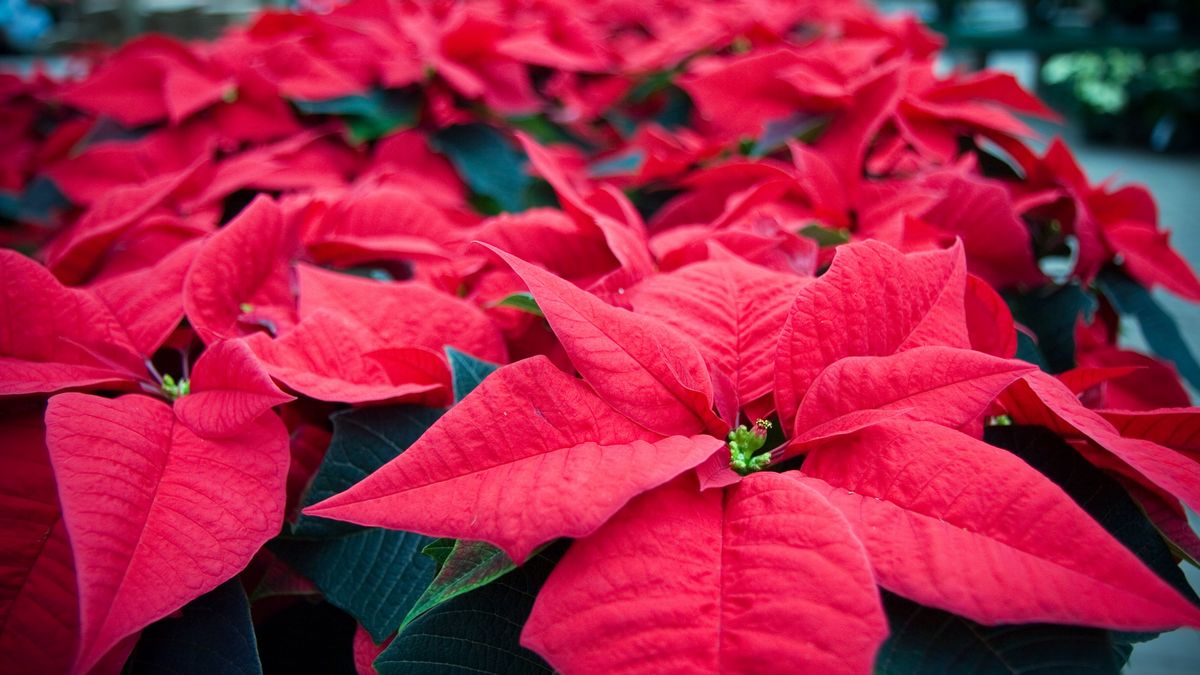 Gwiazda betlejemska to ozdoba w wielu domach