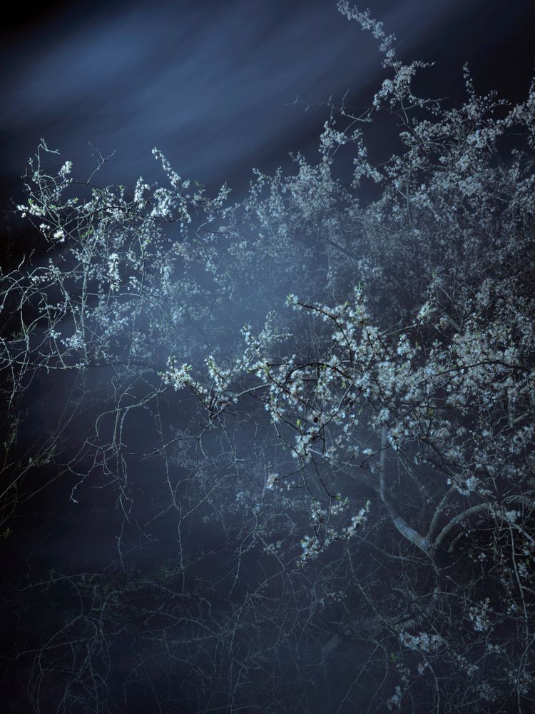Piękno XIX-wiecznych obrazów natury przeniesione na pole fotografii w projekcie "Blossom" 13