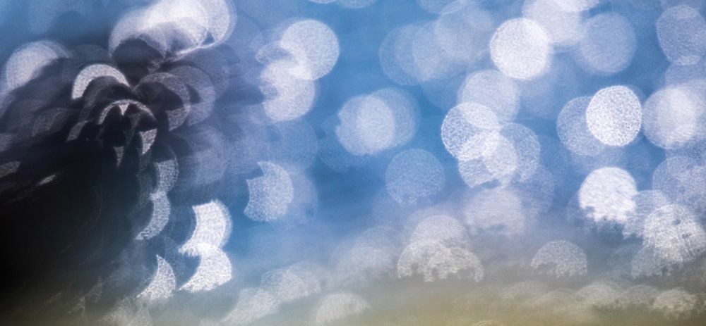 Bird Photography of the Year 2019: piękno ptaków w najlepszym wydaniu 7