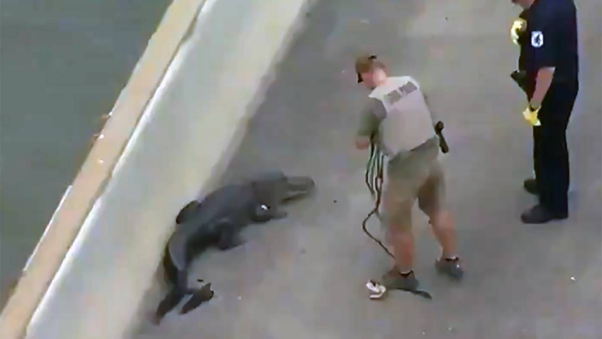 Na poboczu drogi szybkiego ruchu w Houston wylegiwał się aligator