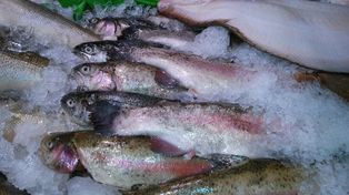 Pstrąg trzeci na liście świątecznych ryb Polaków