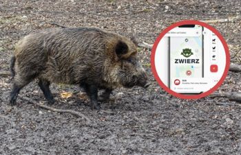 Zwierz już działa. Oznaczają dziki i odnajdują zaginione psy
