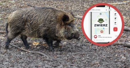 Zwierz już działa. Oznaczają dziki i odnajdują zaginione psy