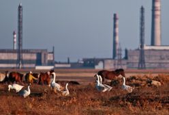 Rosjanie szykują prowokację? "Tysiące ton trujących substancji"