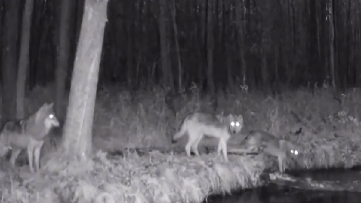 Wielki mają podchodzić pod osady ludzkie pod osłoną nocy