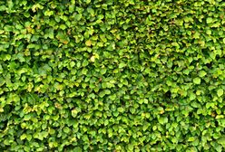 Żory. Niektóre z nich rosły nawet 12 lat