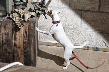 Kraków: Zawody nosework w Forcie Swoszowice