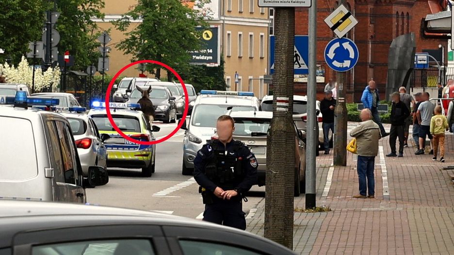 Łoś pojawił się na ulicach Kwidzyna