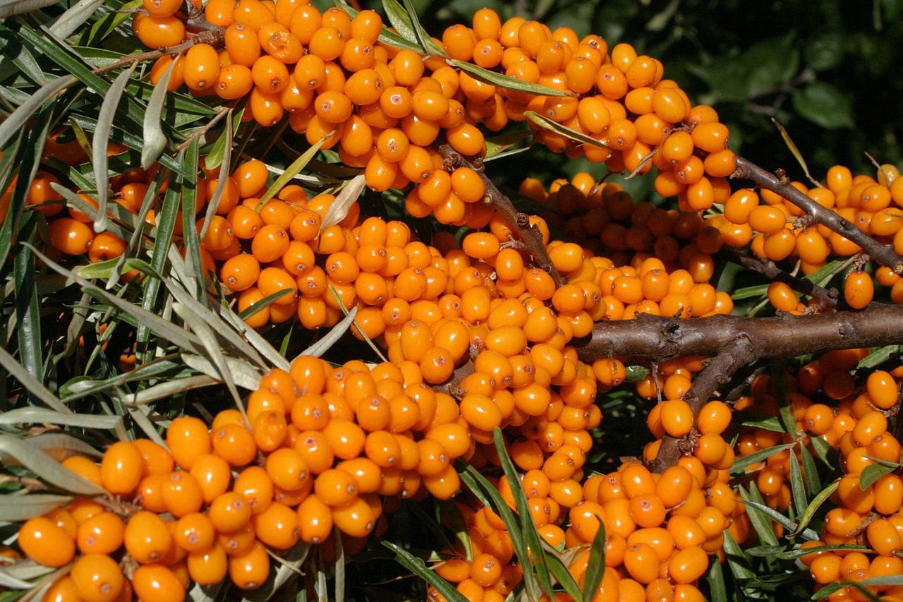 Fruits grow in clusters - Pyszności