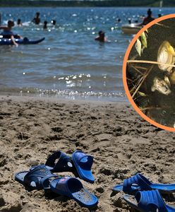 Popularne kąpielisko w Nieliszu zamknięte. Na brzeg wypłynęły martwe szczeżuje