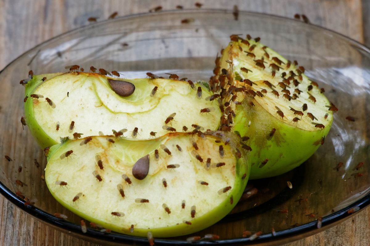 How to combat kitchen menaces: Beating fruit flies naturally