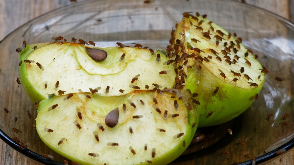 Muszki owocówki - Pyszności