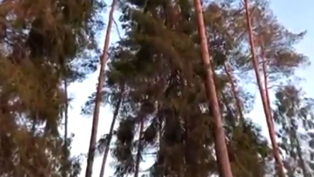 Sowa obserwowała leśnika