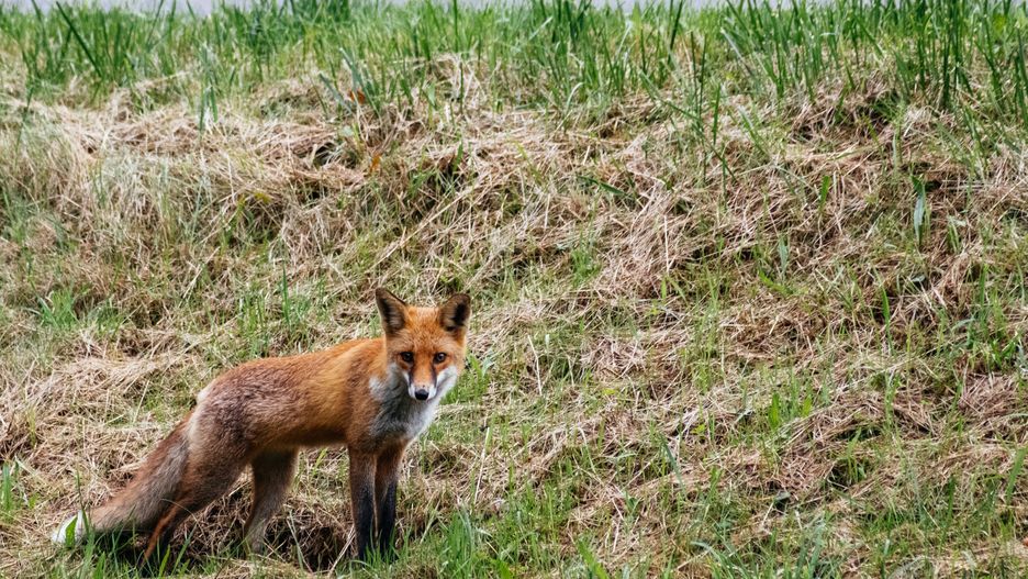 Mazowieckie. Potwierdzono kolejny przypadek wścieklizny u lisa