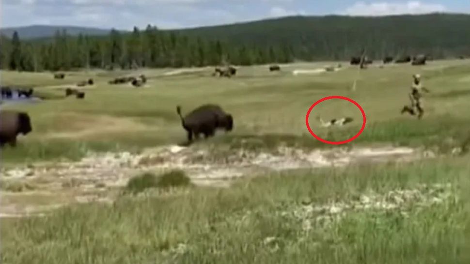 Kobieta uciekała przed bizonem w Parku Narodowym Yellowstone. 