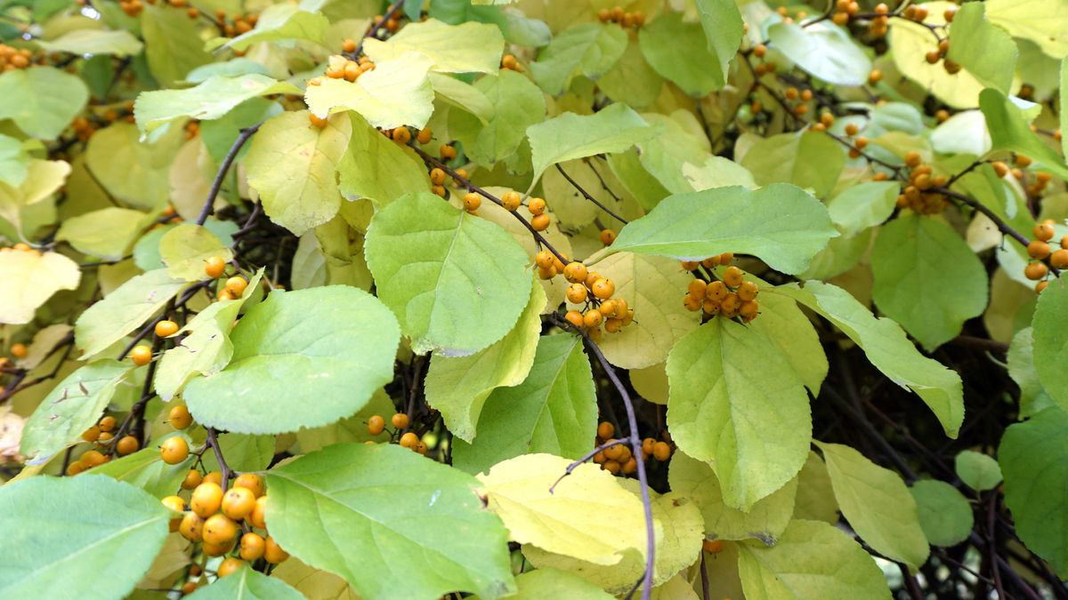 Nie będzie można uprawiać dławisza okrąglistego