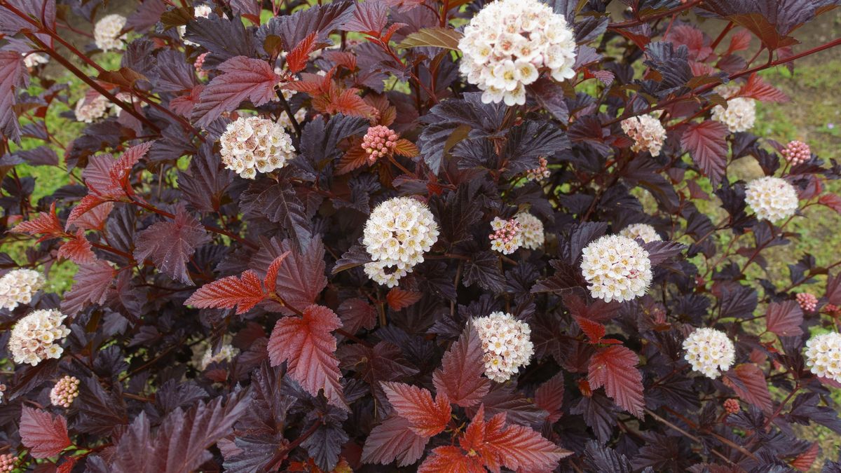 Dlaczego warto posadzić w ogrodzie pęcherznicę?