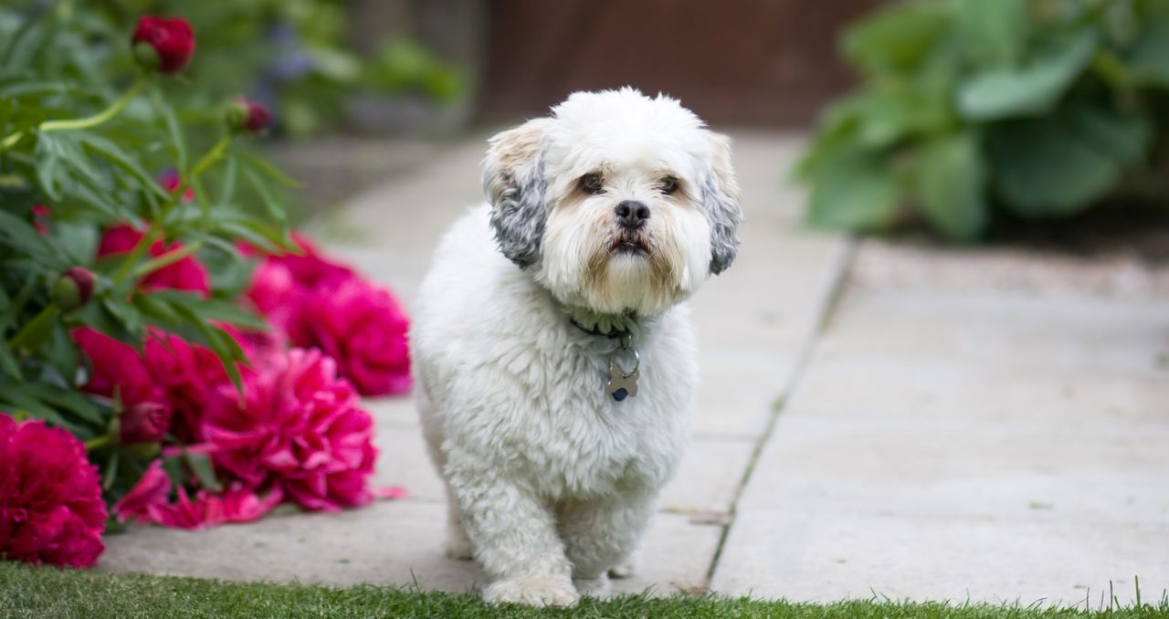 Lhasa apso – nie jest tylko ozdobą. Poznaj charakter tej rasy