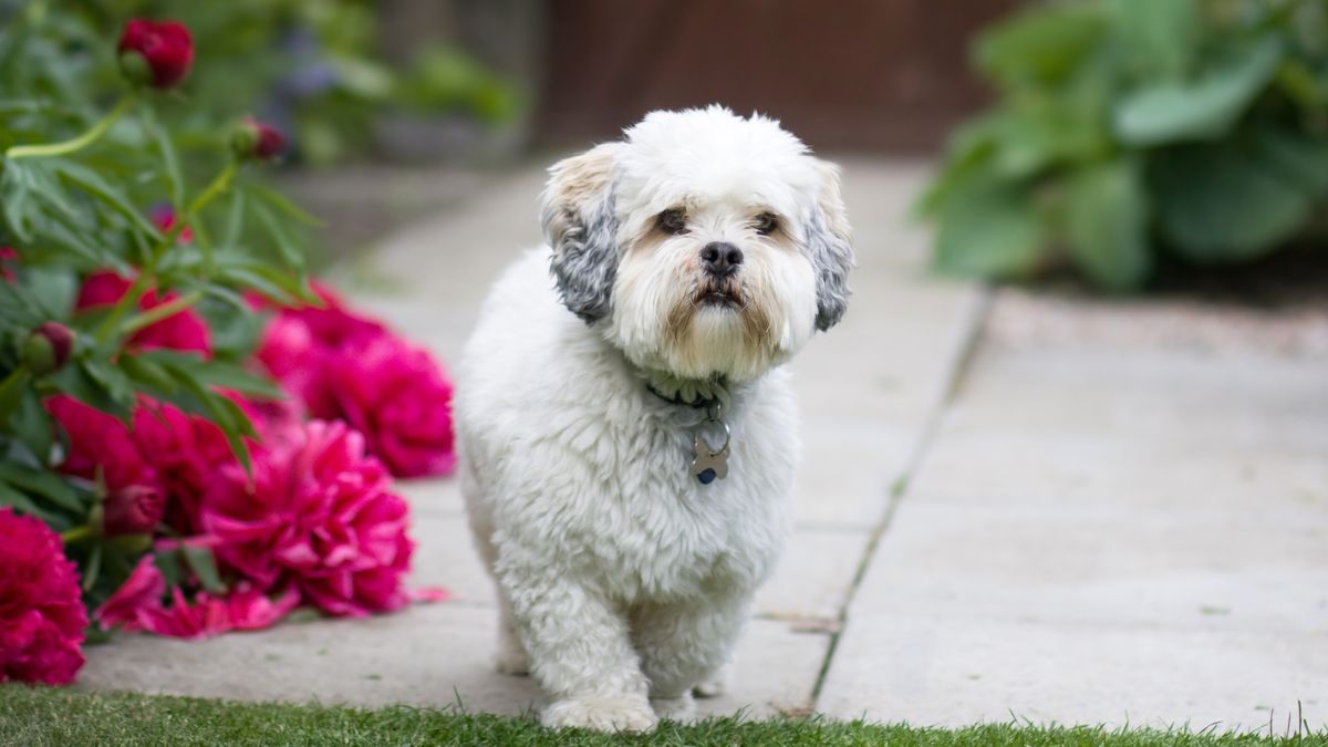 lhasa apso mała rasa psa