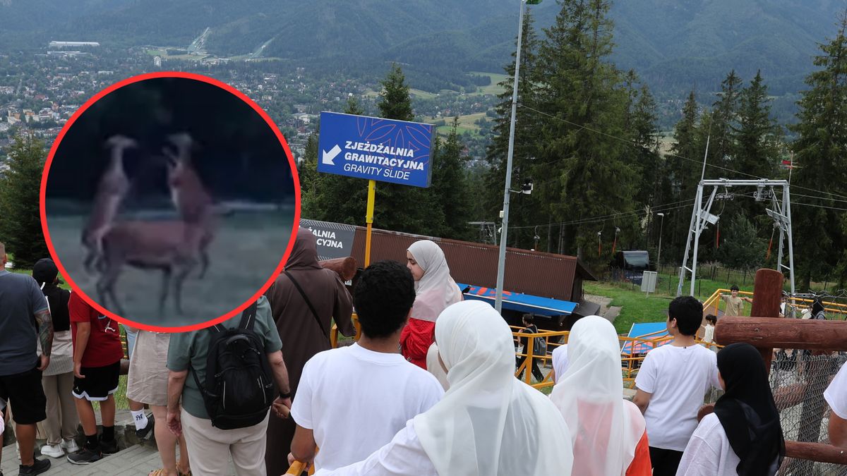 W centrum Zakopanego przechadzają się łanie. Turyści do nich podchodzą i robią sobie zdjęcia