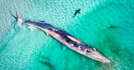 Znamy zwycięzców Australian Geographic Nature Photographer of the Year 2019