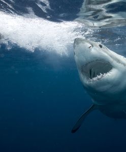 Atak rekina na Florydzie. Ranny 10-latek stracił część nogi