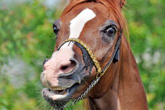 Bogacze oszukują na koniach. Roczne straty to nawet 100 mln euro
