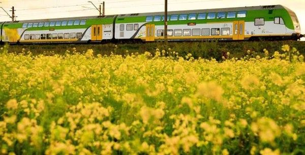 Ogromny sukces Kolei Mazowieckich. Milion podróżnych więcej niż rok temu