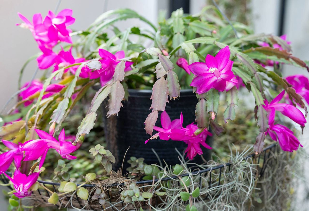 Boost your Christmas cactus blooms with a kitchen secret
