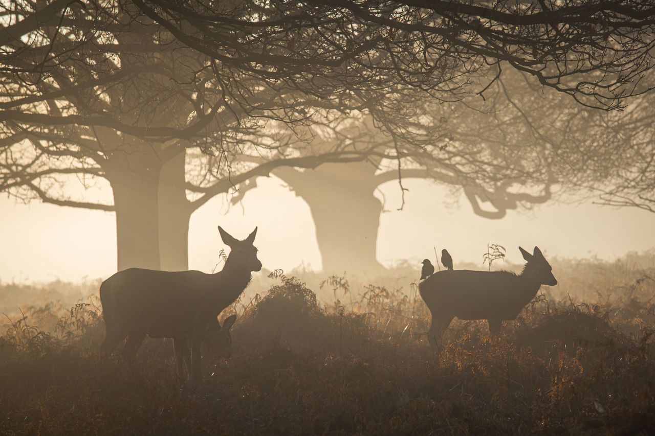 Dwoje Polaków fotografuje jelenie w Londynie