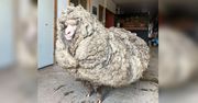 Australia. Owca z nietypową "nadwagą". Miała na sobie 35 kg zbędnej sierści