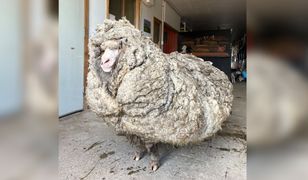 Australia. Owca z nietypową "nadwagą". Miała na sobie 35 kg zbędnej sierści