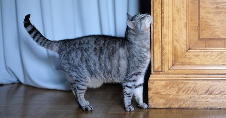 Kot podnosi ogon, gdy cię widzi? Oto co chce "powiedzieć"