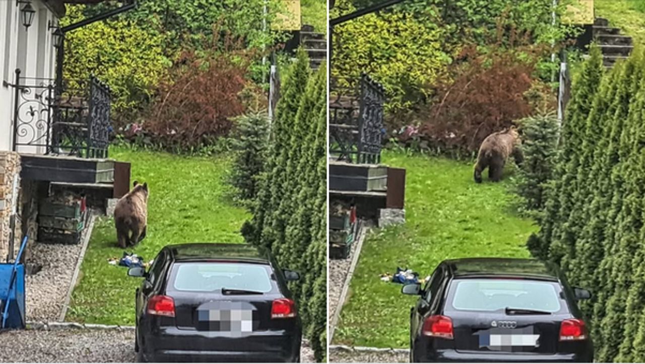 Niedźwiedzie podchodzą do domów. Leśnicy ostrzegają