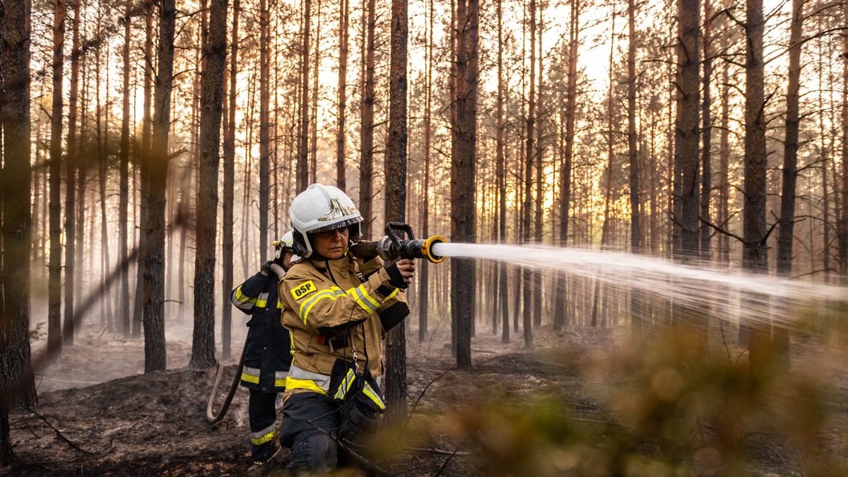 Pożar lasu. Zdjęcie ilustracyjne
