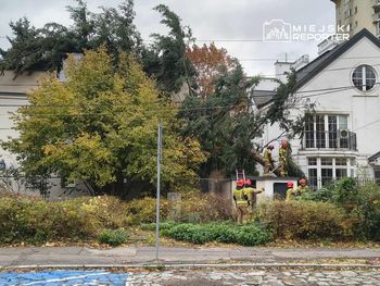 Warszawa: Przewrócone drzewo przez wiatr na Mokotowie. Interweniowała straż pożarna