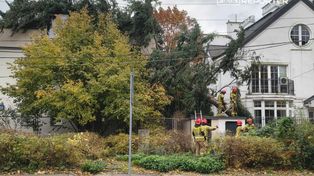 Warszawa: Przewrócone drzewo przez wiatr na Mokotowie. Interweniowała straż pożarna