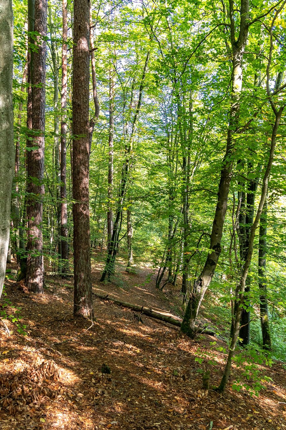 Rezerwat Przyrody "Diabli Skok"