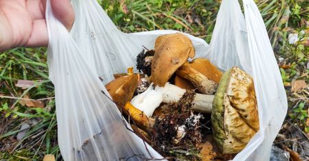 Cudem uratowany. Grzybiarz nie mógł znaleźć drogi do domu