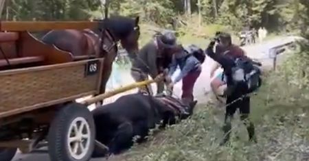 Koń przewrócił się na trasie do Morskiego Oka. Prokuratura umorzyła sprawę
