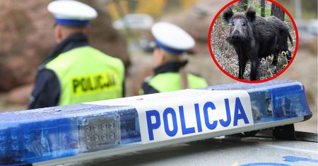 Wjechał w stado dzików. Jedna osoba ranna, trzy rozbite auta